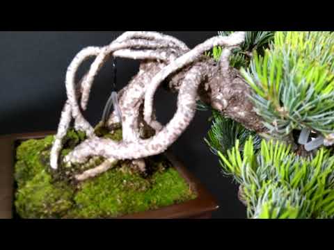 Framing A Bonsai   BFF Online Ausstellung 2020