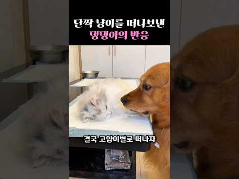 단짝 냥이를 떠나보낸 댕댕이의 반응