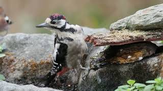 Beobachtungen am Vogelbad