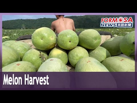 The weird and wonderful jobs involved in the watermelon harvest