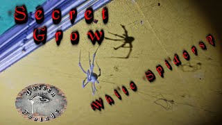 Health Centre urban exploration video in United Kingdom: A secret grow with white spiders?