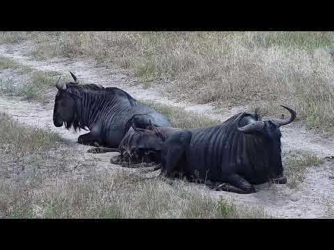 Djuma: Wildebeests, Impalas, Nyalas, Terrapin and Egyptian Goose - 12:49 - 02/27/2022