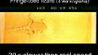 Slow motion of lizards sand swimming