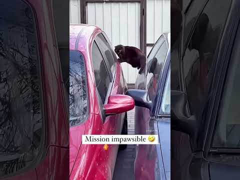 Part 43 #funny #cat#OddlySatisfying