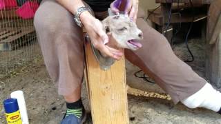 How I disbud a Nigerian Dwarf Buckling Goat at 10 days old