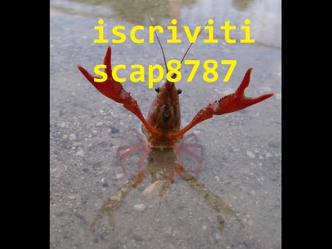 Clistere di assenzio di vermi Vermi a un carlino e i loro segni