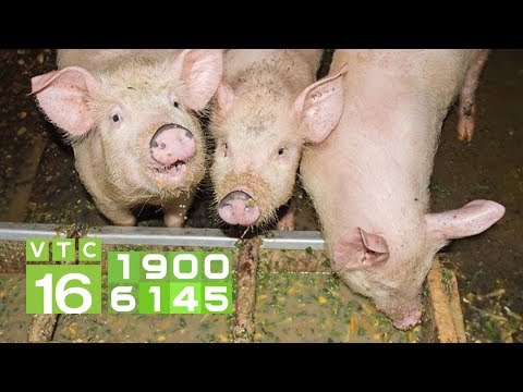 , title : 'Cho lợn ăn men vi sinh có tốt không? | VTC16'