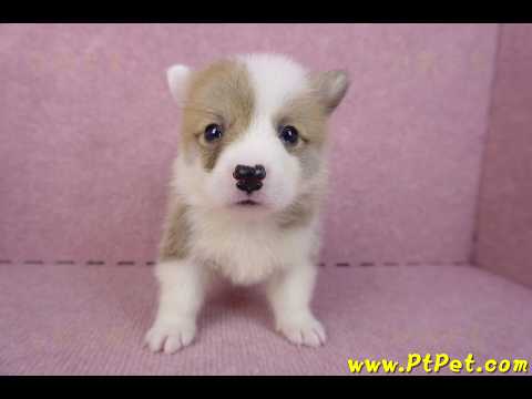 10/13雙色柯基犬公幼犬2號