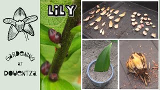 6 Ways to Propagate Lilies || Scaling, Bulbils, Division, Cuttings, Bulblets & Seed