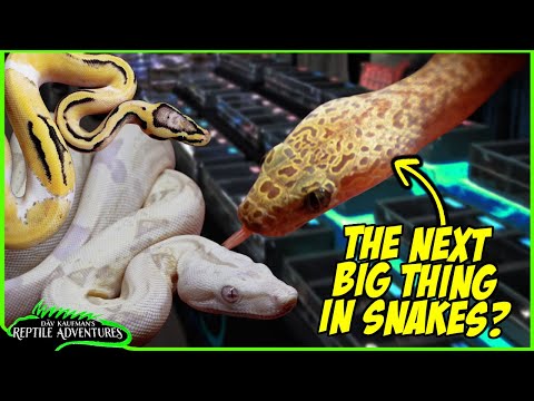 BEST SNAKES OF NARBC SCHAUMBURG REPTILE EXPO! The next big thing in the reptile world?