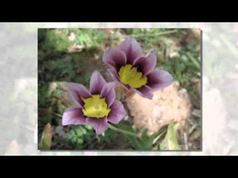 Hervey Bay Florists