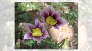 Hervey Bay Florist Flowers