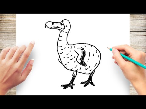 How to Draw A Dodo Bird