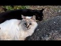 Spooked By Crows This White Feral Cat Refuses To Be Touched