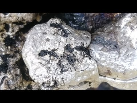 Casting the ant nest....its a monster
