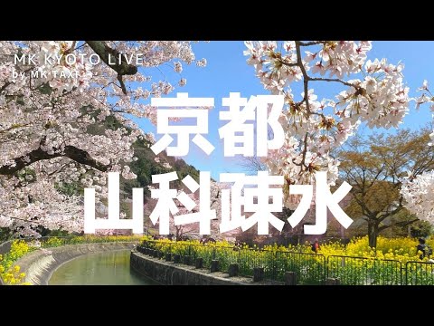 【京都桜】〈山科疎水〉満開の桜と菜の花のコラボ〈京都散歩〉