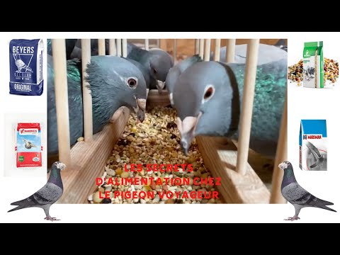 , title : 'Les secrets d'alimentation chez le pigeon voyageur'