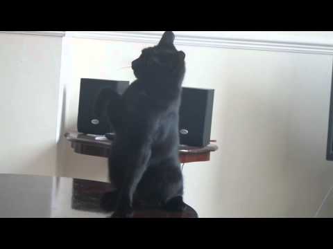 Funny moment with my cat Luna ;)