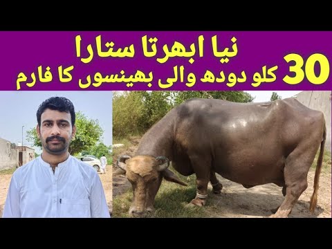 30 kg High milking Buffalo Farm || Ch Tanzeel Ahmad Cheema sb || Hafiz Azhar jutt | Pak Buffalo Tv