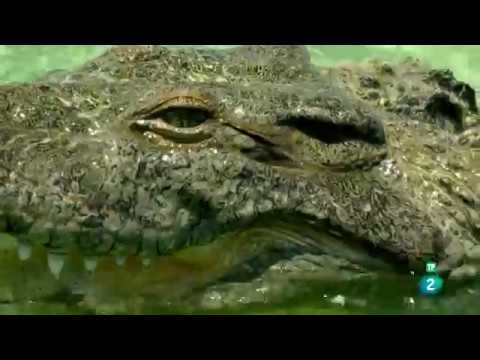 Manglares del Mundo Maya | Grandes Documentales