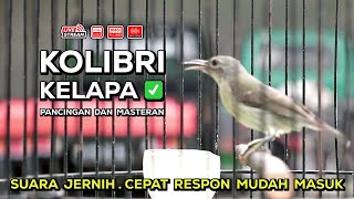 Download lagu Kolibri Kelapa Betina Gacor‼️ Cocok untuk Masteran Murai, Kacer, dan Burung Bahan ( Episode 05 ) mp3 Download lagu Kolibri Kelapa Betina Gacor‼️ Cocok untuk Masteran Murai, Kacer, dan Burung Bahan ( Episode 05 ) mp3