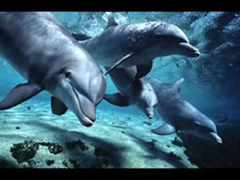 Sveta - Siniglazije Delfini