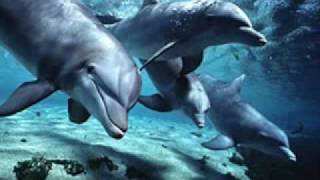 Sveta - Siniglazije Delfini