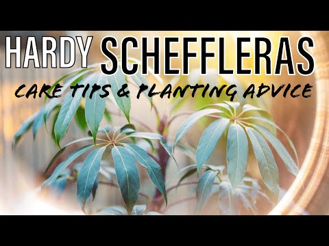 , title : 'How to Grow Amazing Hardy #Schefflera Umbrella Plants in UK Tropical Gardens - Taiwaniana & more!'