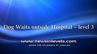 Dog Waits outside Hospital – level 3