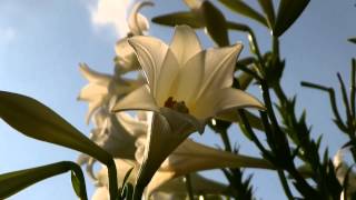 Ray Bryant Trio - Goodbye