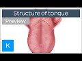 Surface anatomy of the tongue (preview) - Human Anatomy | Kenhub