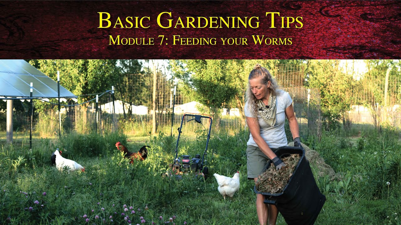 Basic Gardening Tips - Module 7: Feeding your Worms