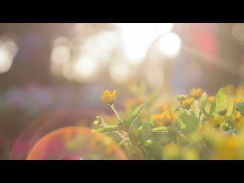 Abraham Hicks | Appreciation vs. Gratitude