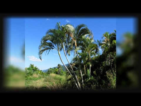 Areca (Chrysalidocarpus) - Beschreibung, Aussehen, Ansprüche, Anbau und Pflege