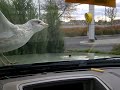 Young Boy Laughing At Seagull In Parking Lot