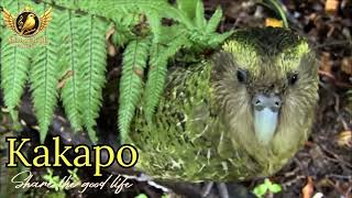Download lagu 11 Suara Teraneh di Bumi & Burung dengan Suara Paling Menakjubkan dan Tidak Biasa di Dunia mp3