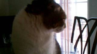 Thundercats hooooooo!