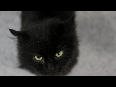 Why don't people want to adopt black cats?