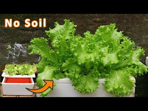 , title : '[ No soil ] How to grow lettuce in water with Styrofoam containers at home'