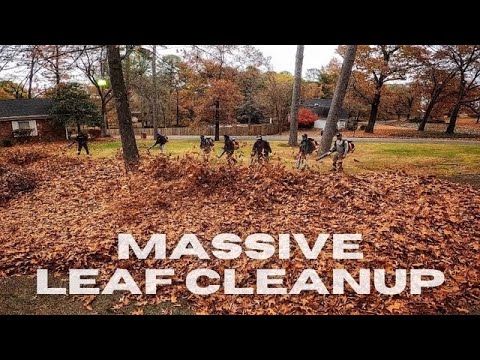 image-How do you clean up fall leaves?