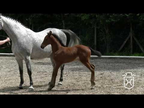 HEI316CH Stutfohlen von Uriko - Cassini I - Contender