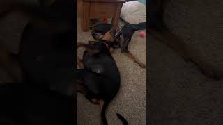 Video preview image #1 Doberman Pinscher Puppy For Sale in Minneaoplis, MN, USA