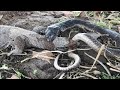 King Cobra VS Monitor Lizard Fight naag jogi