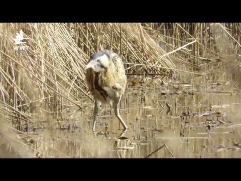 WWT Welney - Spring on the Great Ouse Wetlands