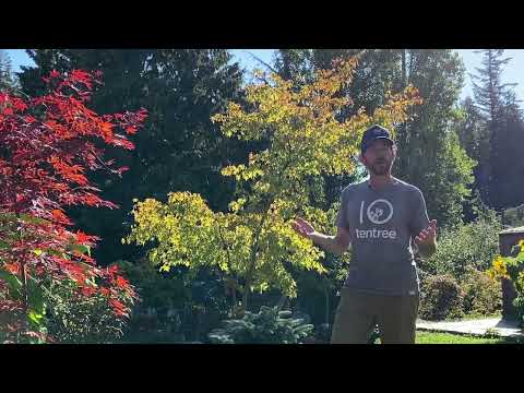 Episode 35: The Best Time To Transplant Your Tree?