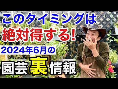 果樹の根元には何を植えますか？植物の最高の組み合わせに注目してください！  庭園