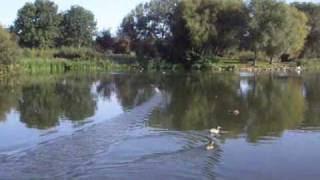 preview picture of video 'Meadow's Way - Bird Life at Ferry Meadows'