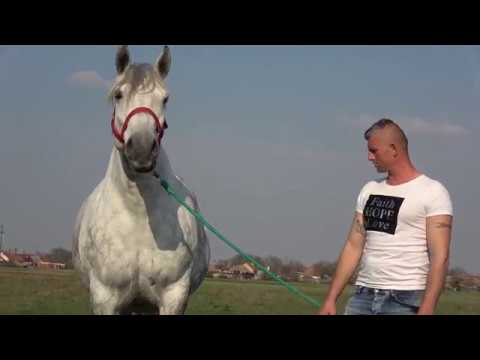 Caii lui Emil de la Girisu de Cris, Bihor - 2019