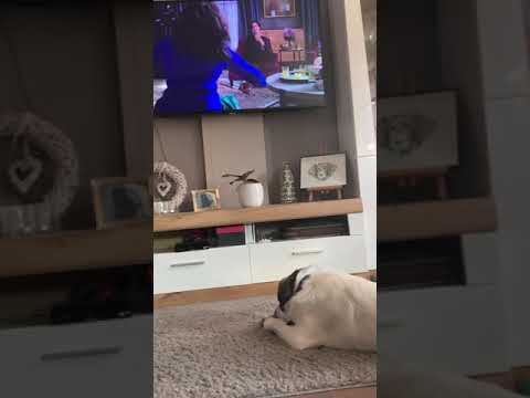 Dog enjoys classical music 🎻