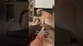 Download lagu “Spare human please pack your bags,and leave. there is the door”😅#love#dog#funny#cute#companion mp3 Download lagu “Spare human please pack your bags,and leave. there is the door”😅#love#dog#funny#cute#companion mp3